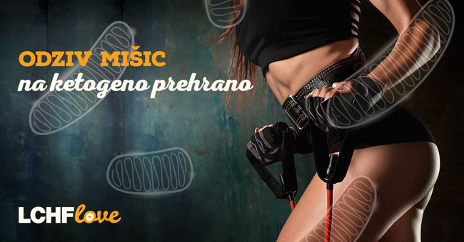 Odziv skeletne mišice na ketogeno dieto