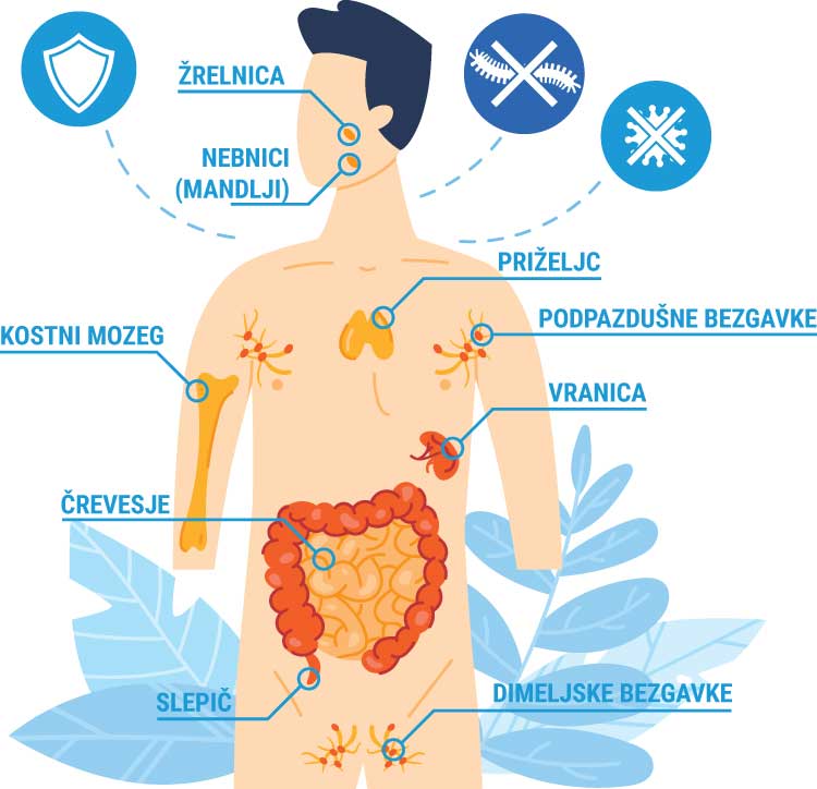 Imunski sistem pri človeku