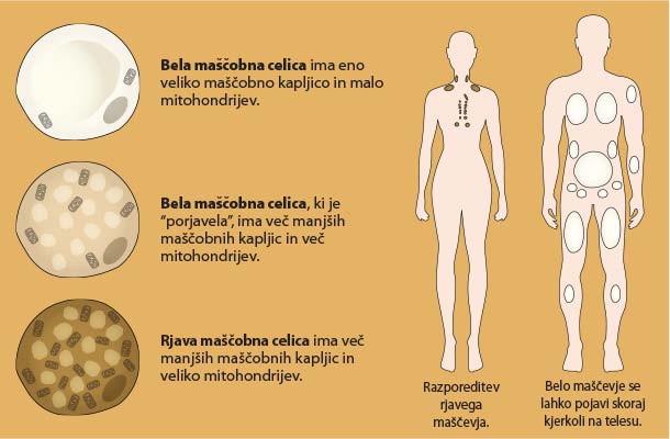 Rjavo maščevje: različne maščobne celice